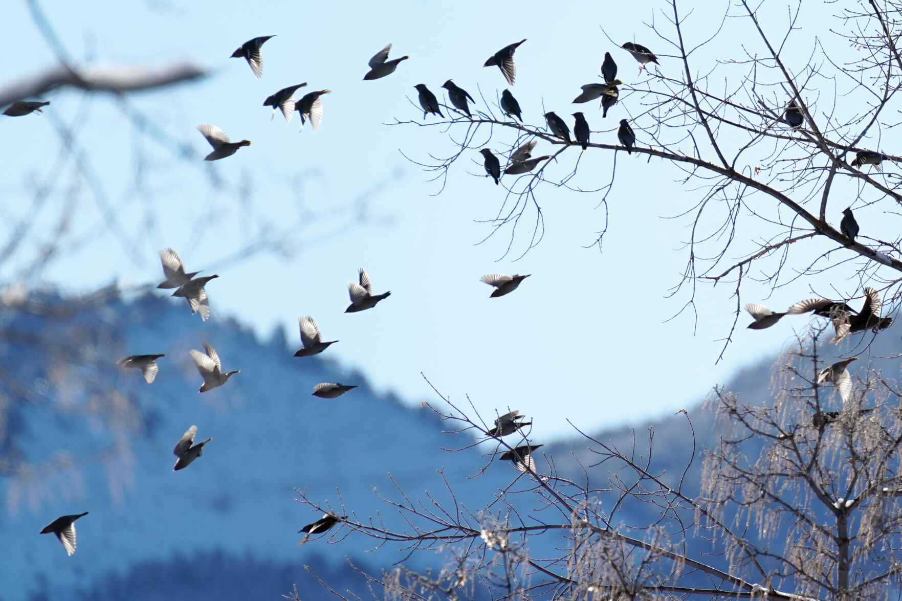 Birds_MO 002.jpg